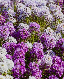 Alyssum Mixed