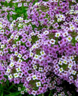 Alyssum Purple