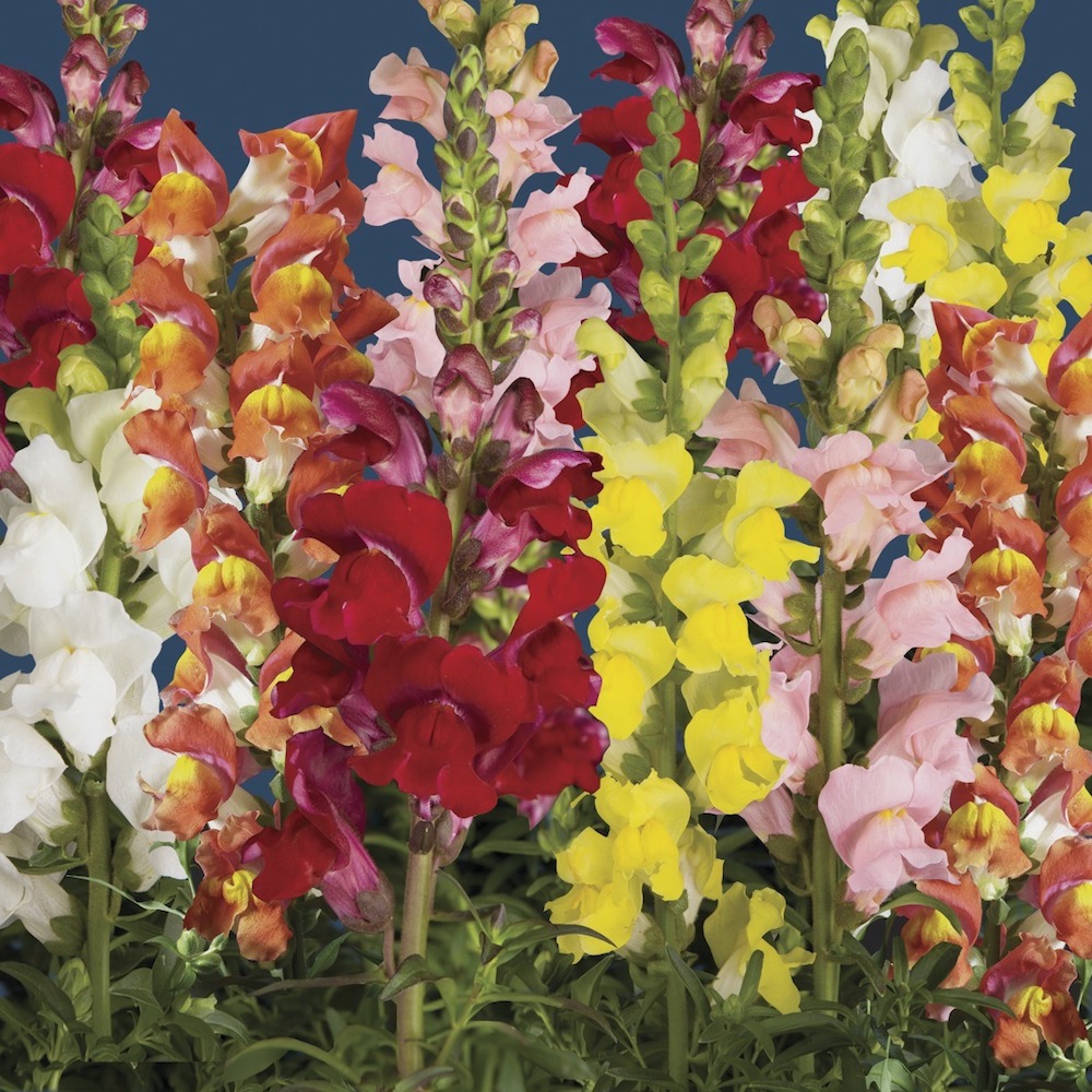 Antirrhinum (mixed) - Pearson's Nursery Tearoom