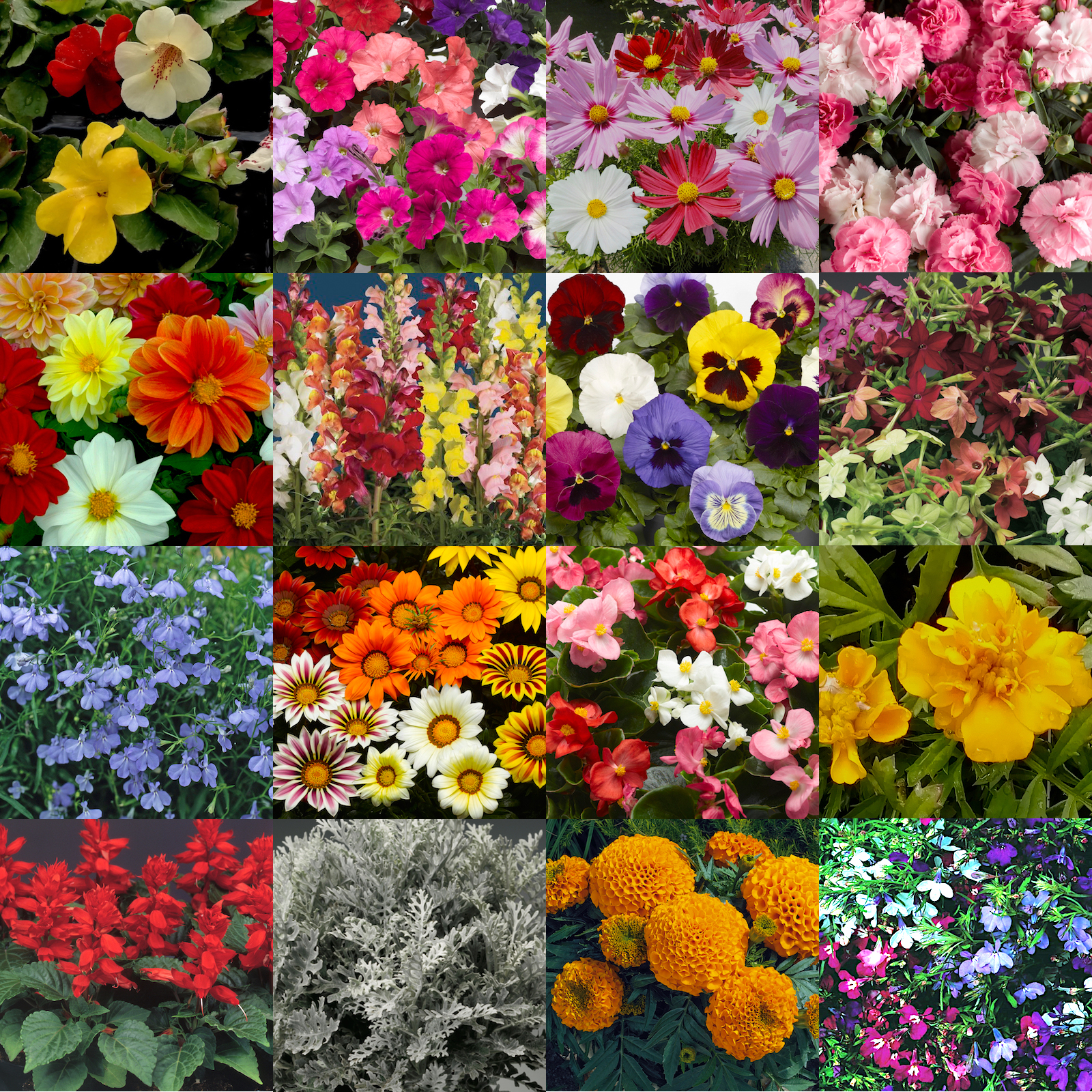 Bedding plants discount