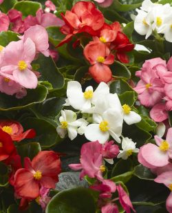 Begonia Semperflorens Mixed