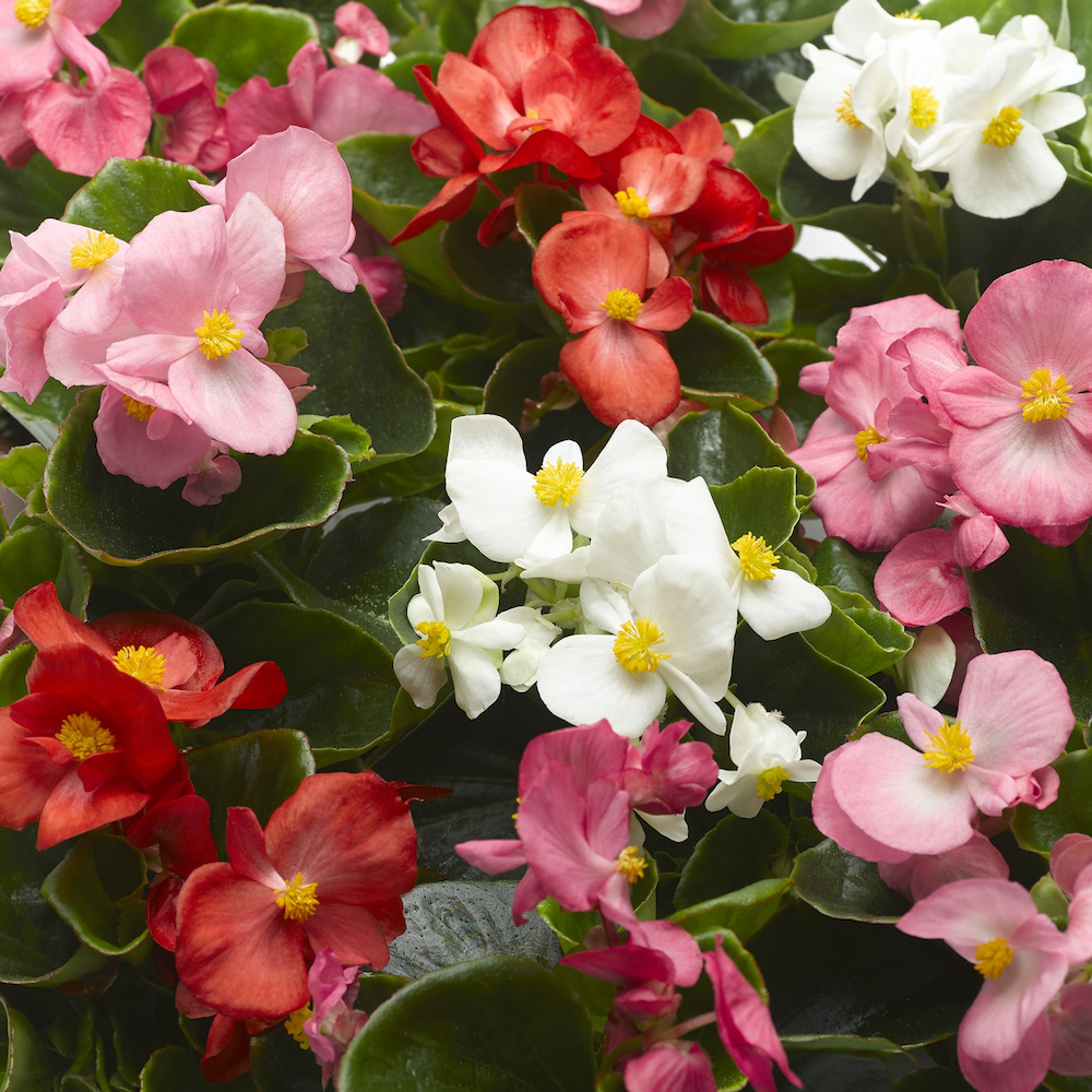 Begonia semperflorens (mixed) (multiple pack sizes available) Pearson's and Tearoom