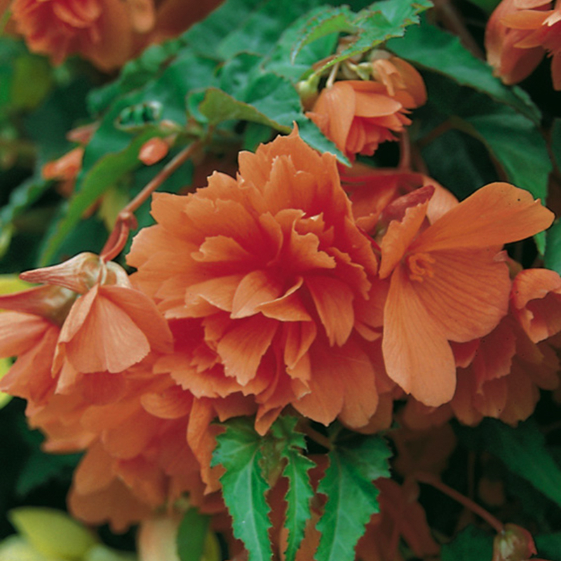 Trailing begonias deals
