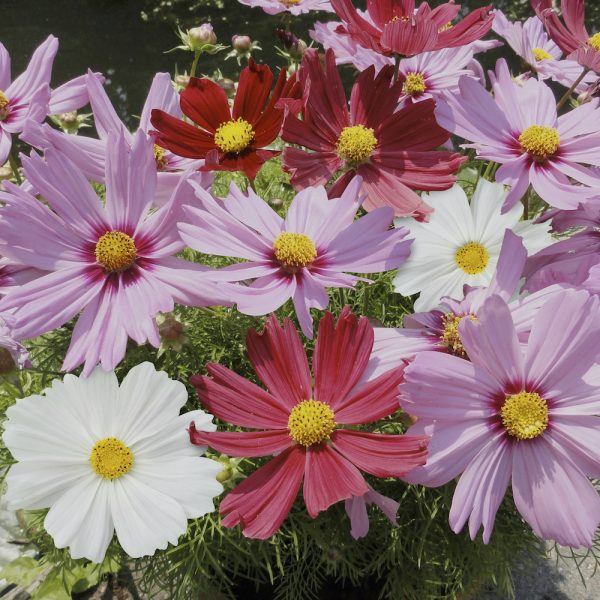 Cosmos Mixed (multiple pack sizes available) Pearson's Nursery and