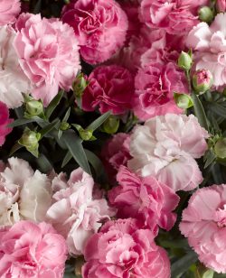 Dianthus Mixed Pinks