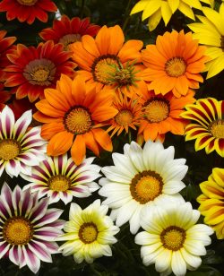 Gazania Mixed