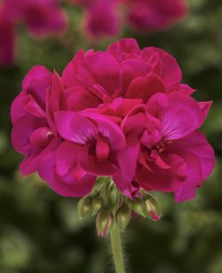 Geranium Deep Rose