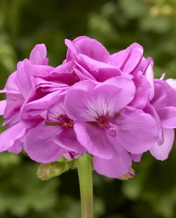 Geranium Lavender