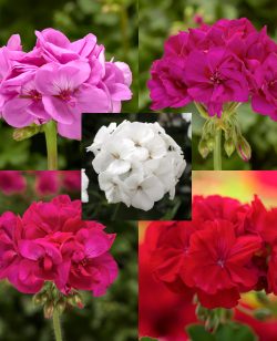 Geranium Mixed