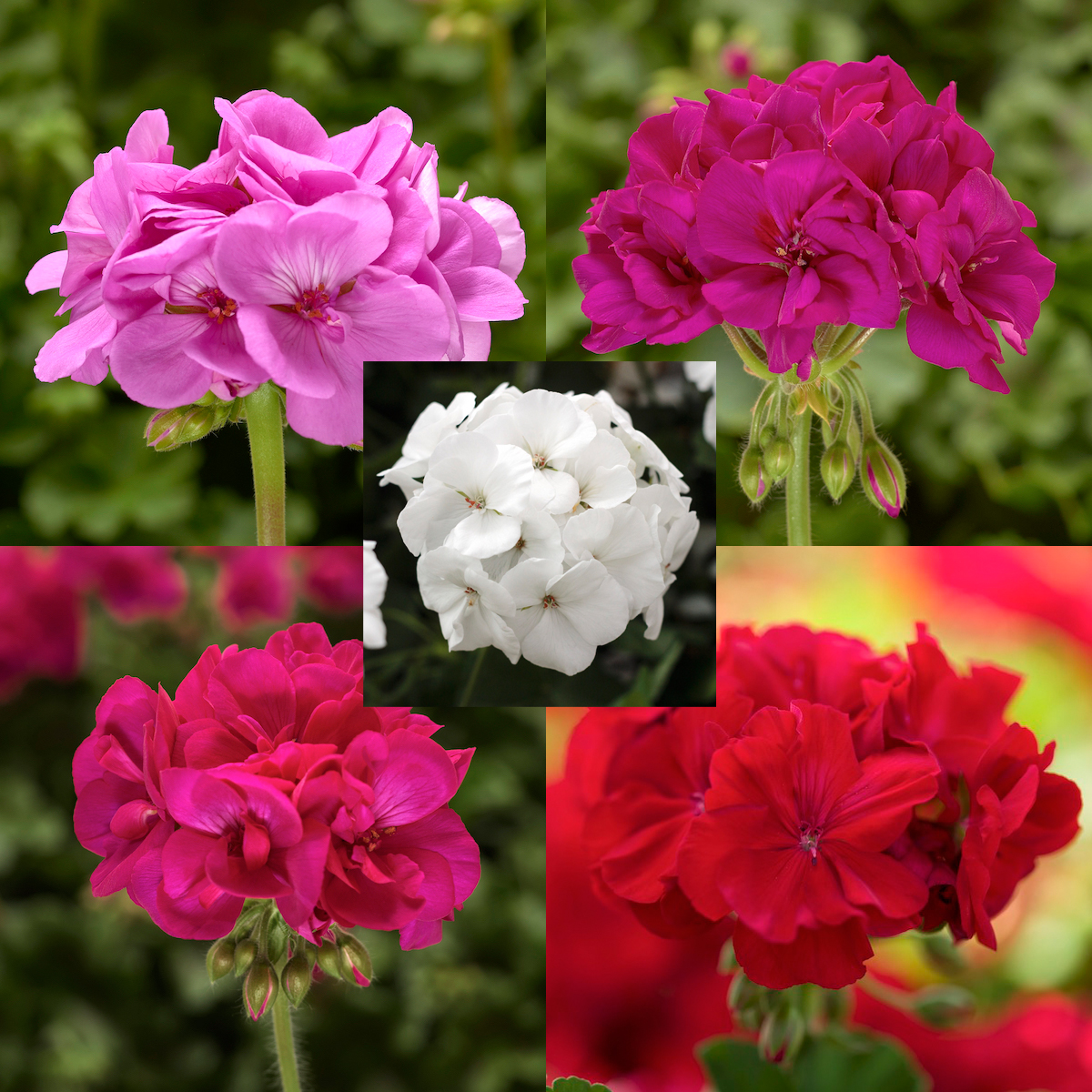 Geranium Mixed (multiple pack sizes available) Nursery and Tearoom