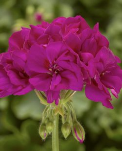 Geranium Violet