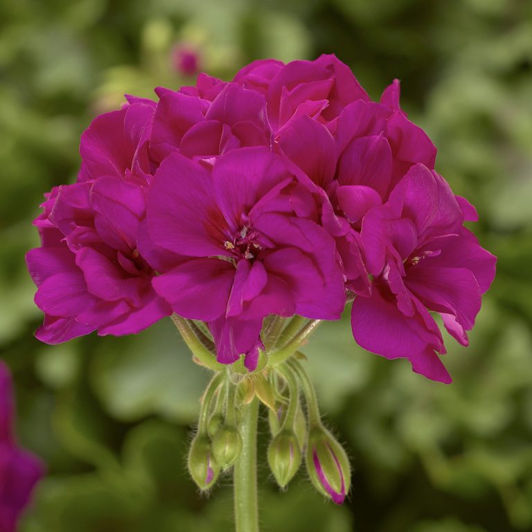 Geranium violet (multiple pack sizes available) Pearson's Nursery and