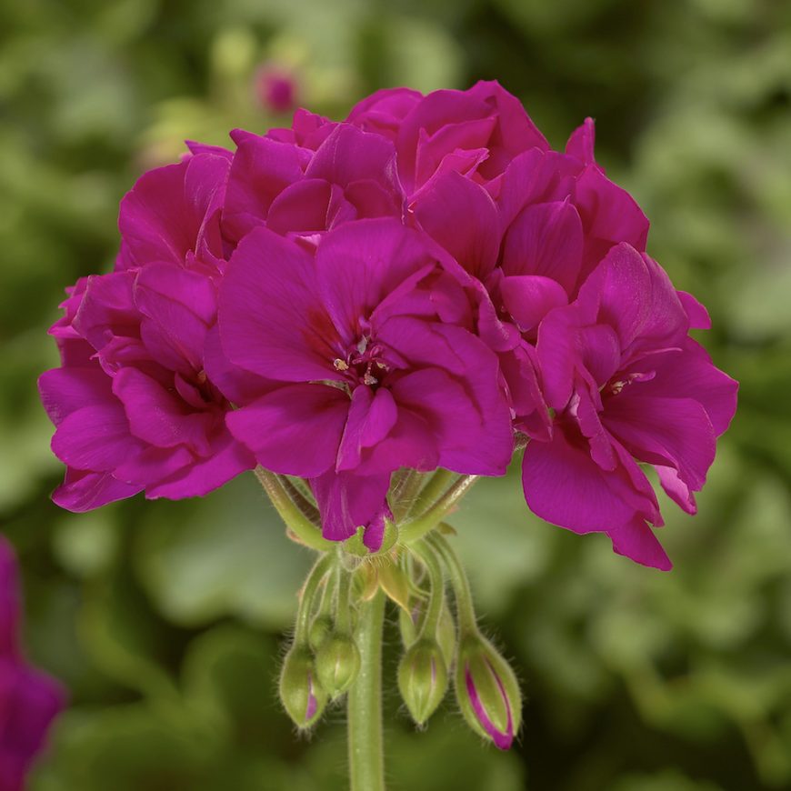 Geranium violet (multiple pack sizes available) Pearson's Nursery and