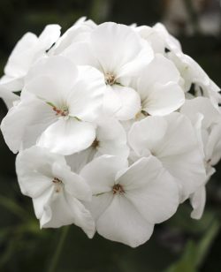 Geranium White