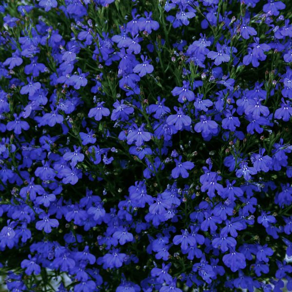 Lobelia bush dark blue (multiple pack sizes available) - Pearson's ...
