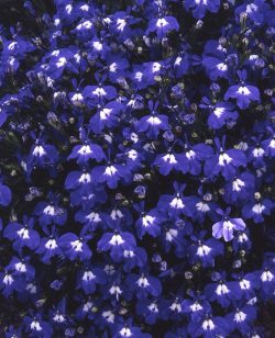 Lobelia Trailing Sapphire