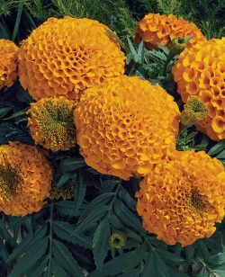 African Marigold Orange