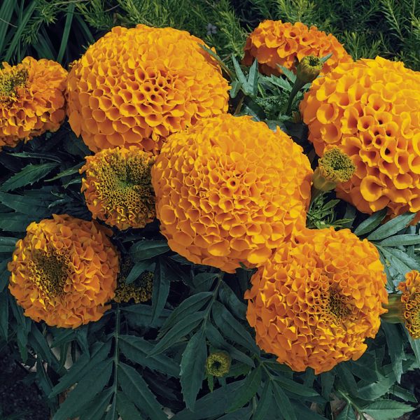 African Marigold Orange