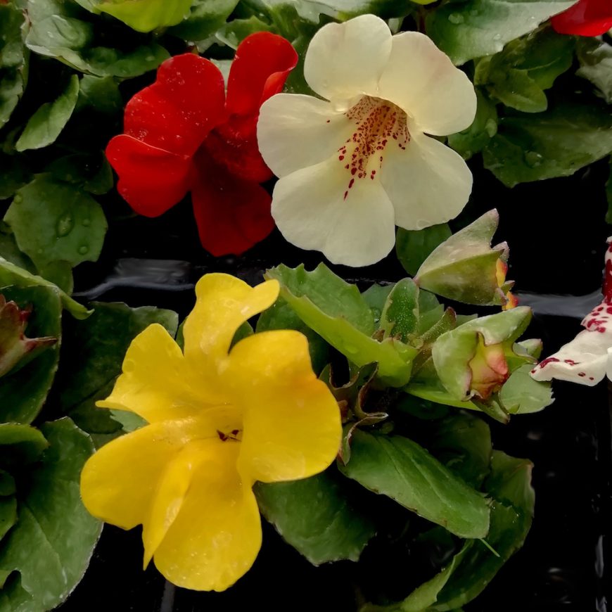 Mimulus (mixed) Pearson's Nursery and Tearoom