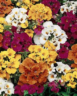 Nemesia Upright Mixed