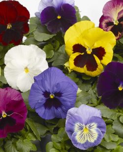 Pansy Mixed