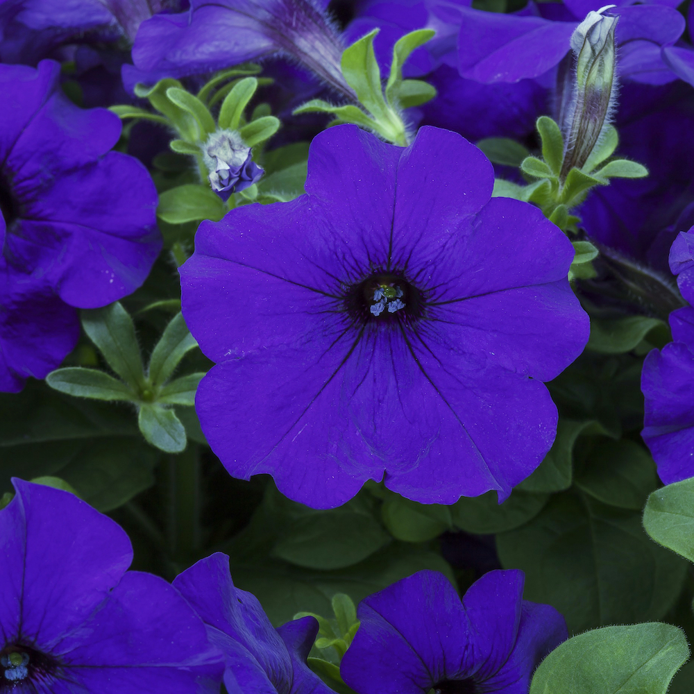 Petunia blue on sale