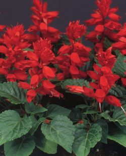 Salvia Red