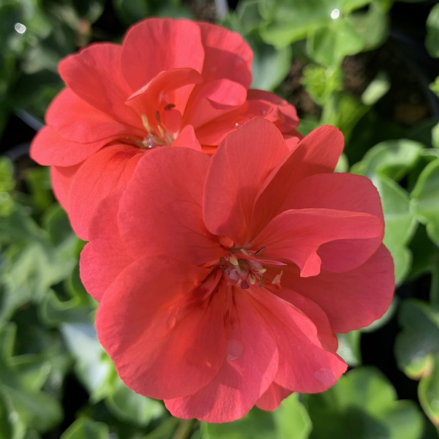 Trailing geranium apricot Pearson's Nursery and Tearoom
