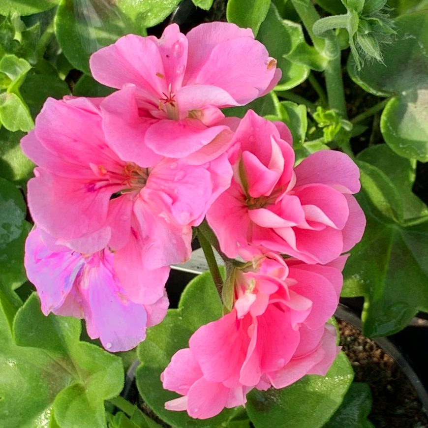 Trailing geranium pink Pearson's Nursery and Tearoom