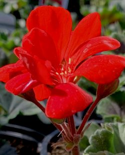 Zonal Geranium Red