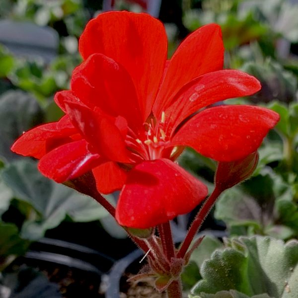 Zonal Geranium Red