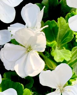 Zonal Geranium White