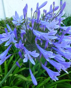 Agapanthus