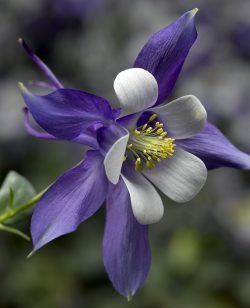 Aquilegia Blue and White