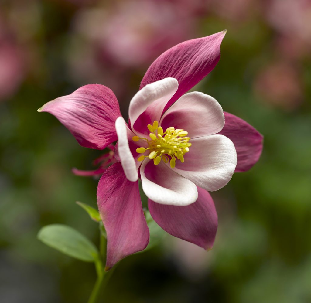 Aquilegia Pink and White