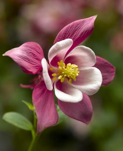 Aquilegia Pink and White