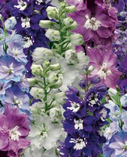 Delphinium Mixed