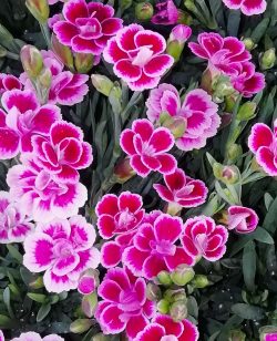 Dianthus Pink Kisses