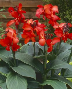 Dwarf Canna Red