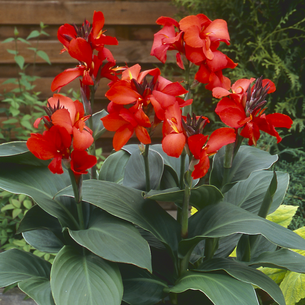 Dwarf Canna Lily Varieties