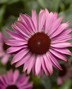 Echinacea (Coneflower) Pink