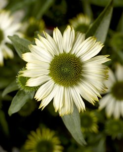 Echinacea (Coneflower) White