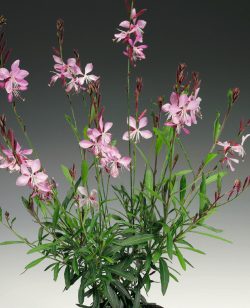 Gaura pink