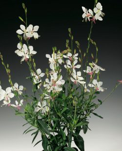 Gaura white