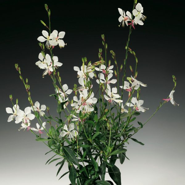 Gaura White Pearson's Nursery and Tearoom