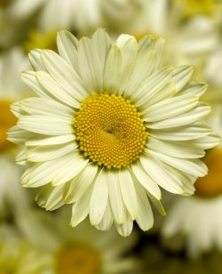 Leucanthemum Pale Yellow