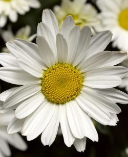 Leucanthemum White