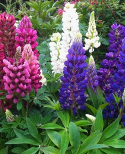 Lupin Mixed