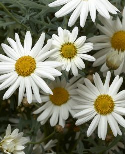 Marguerite