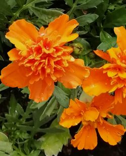 French Marigold Orange